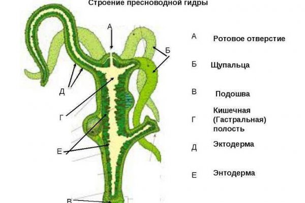 Kraken найдется все