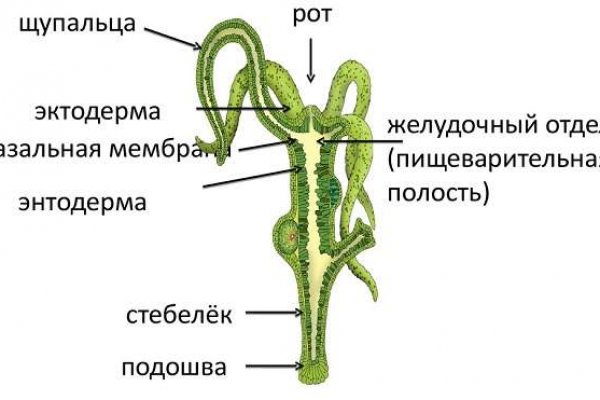 Kraken ссылка krakens13 at